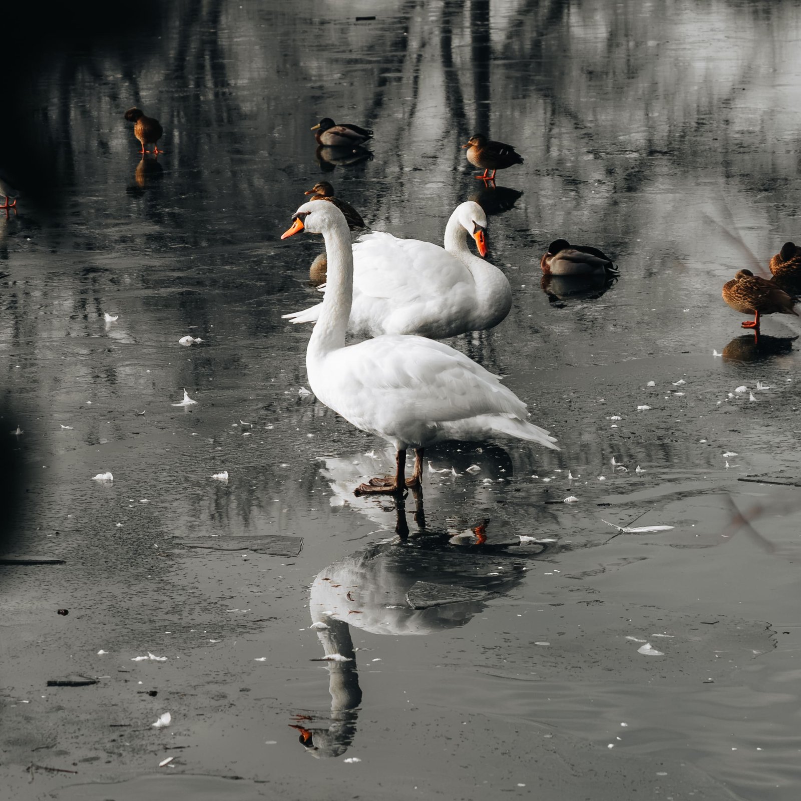 Aperçu Captures Créatives