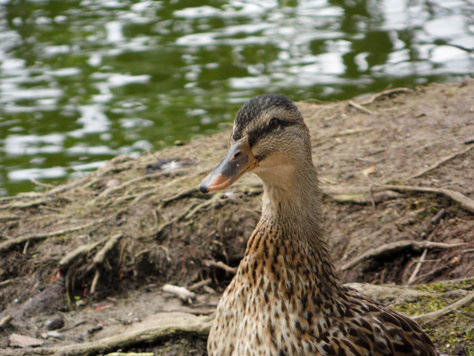 Aperçu Captures Créatives
